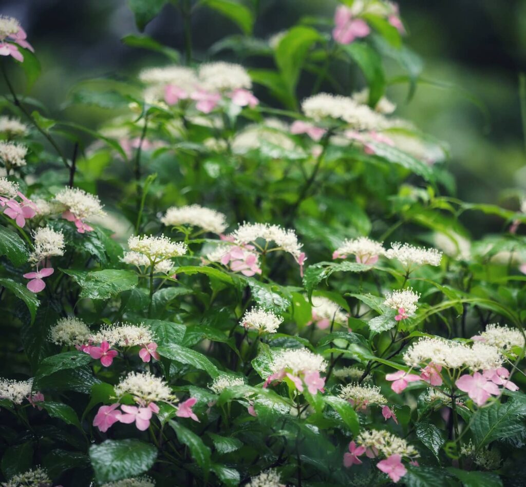 紫陽花園