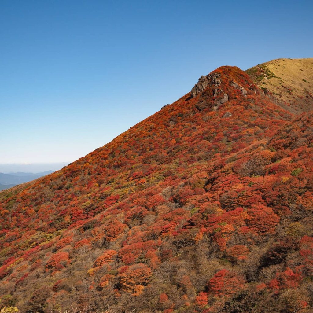 くじゅう連山の扇ヶ鼻は紅葉が見頃を迎えております。