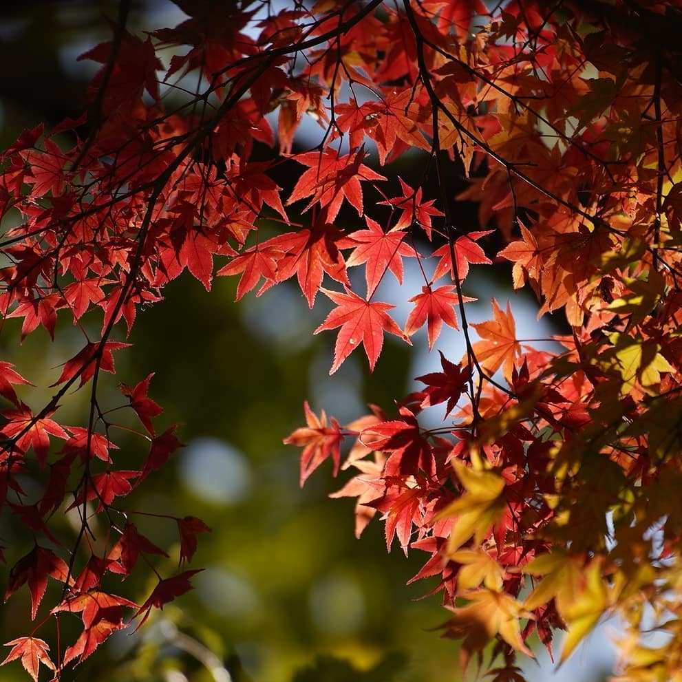 黒川温泉紅葉情報いよいよ、グラデーションに色付き始めました温泉街あちこちで、美しい紅葉が皆様のお越しをお待ちしております休憩時間に、ぶらりお散歩皆様に真っ赤に色付く前の美しさをお伝えしたくて入浴情報は黒川温泉旅館組合のホームページ、または、美里のフロントにも貼り出しております。