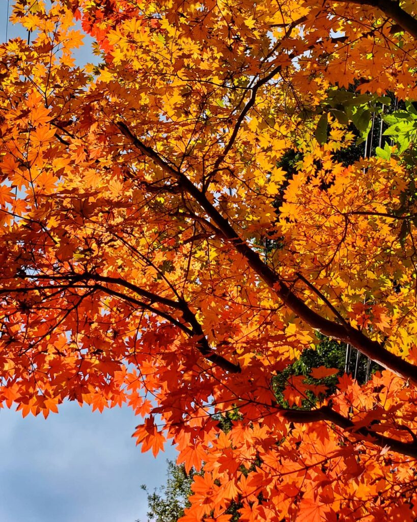 出勤のとき思わずスマホでパシャ📸紅葉真っ盛りの黒川温泉です️