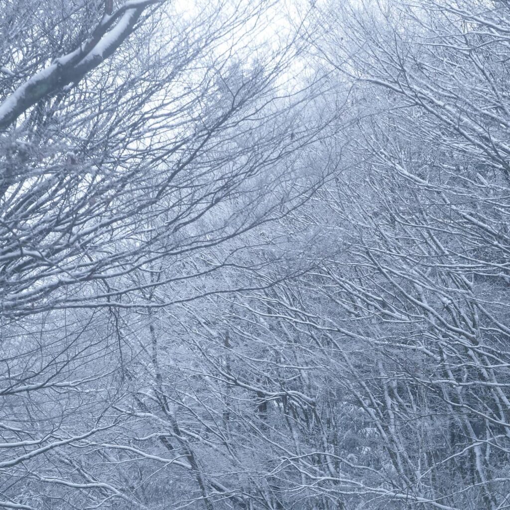 思わず車を停めて写真を撮りたくなるような美しい世界📸️お車でお越しの際は、くれぐれも冬用タイヤでお越しください菊池阿蘇スカイラインは雪深いので通行は避けられた方がよいと思います。