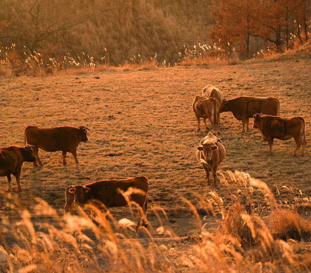 熊本、阿蘇、南小国町の風景🐂お世話になっている方の牧野にお邪魔しましたのんびりと過ごすあか牛さんたちの姿にいつも心癒されますあんた、誰？ってこっち向いてますね🤣お邪魔しました子牛のミルク🍼をあげる体験をさせていただきましたとても可愛かったです※牧野には許可なく無断で入ることはできません。