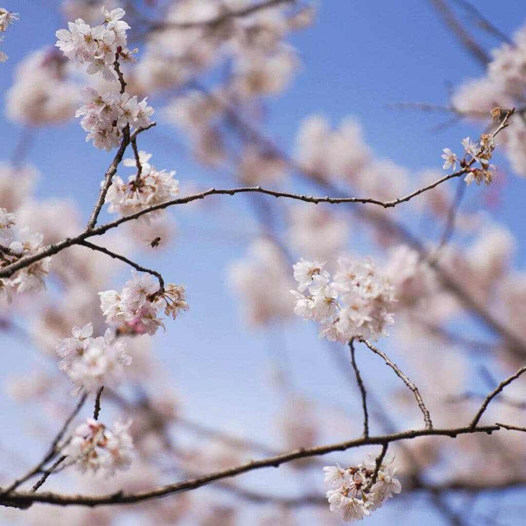 早くも菊陽町の桜は満開でした蜂さんたちが忙しく飛び回ってましたその年によって開花状況は変わりますが、例年だと、黒川温泉の桜は3月下旬～4月上旬予定です