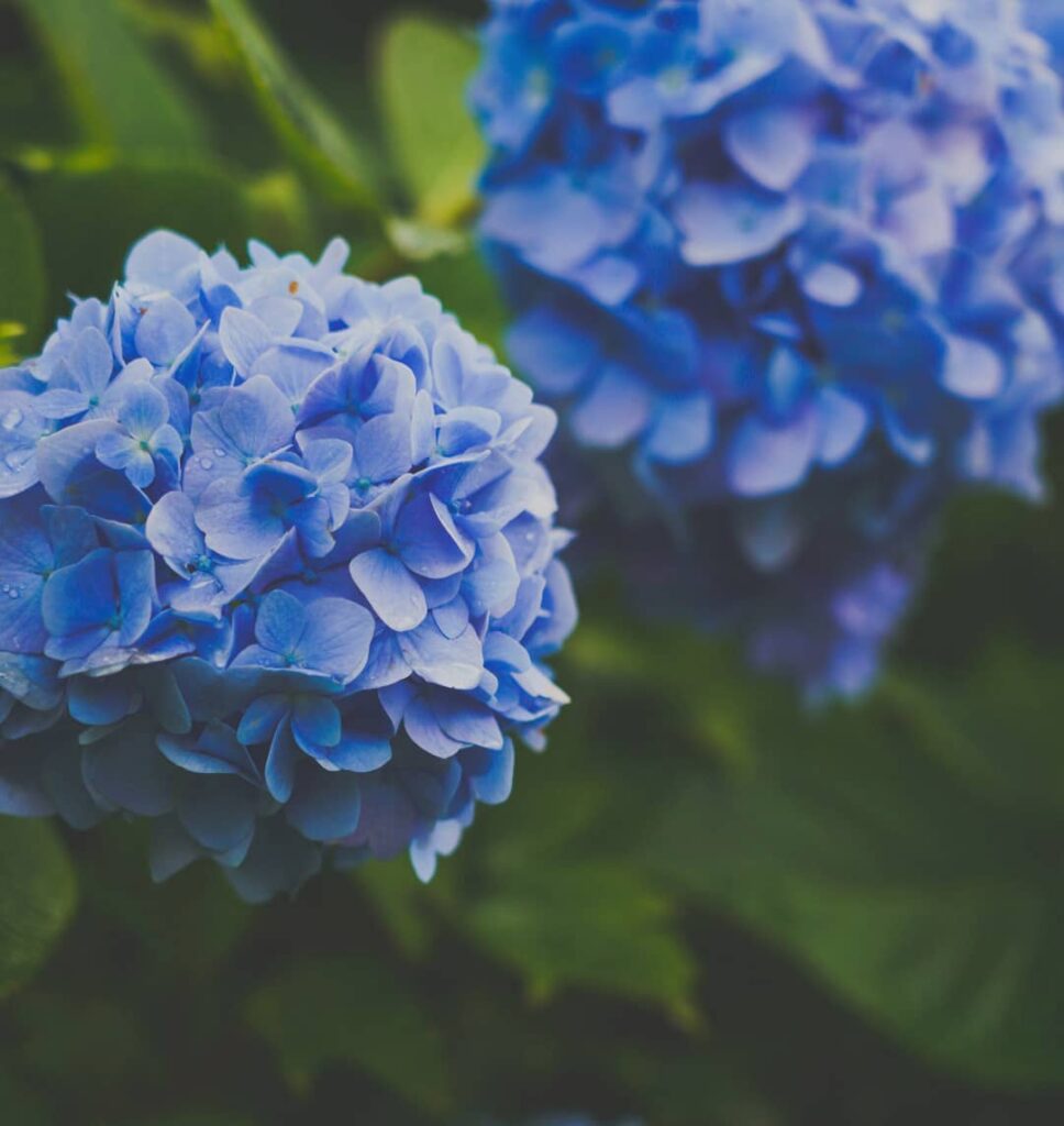 黒川温泉の紫陽花は見頃ですくじゅう花公園はいろんな種類の紫陽花がご覧いただけます黒川温泉から車で約束25分